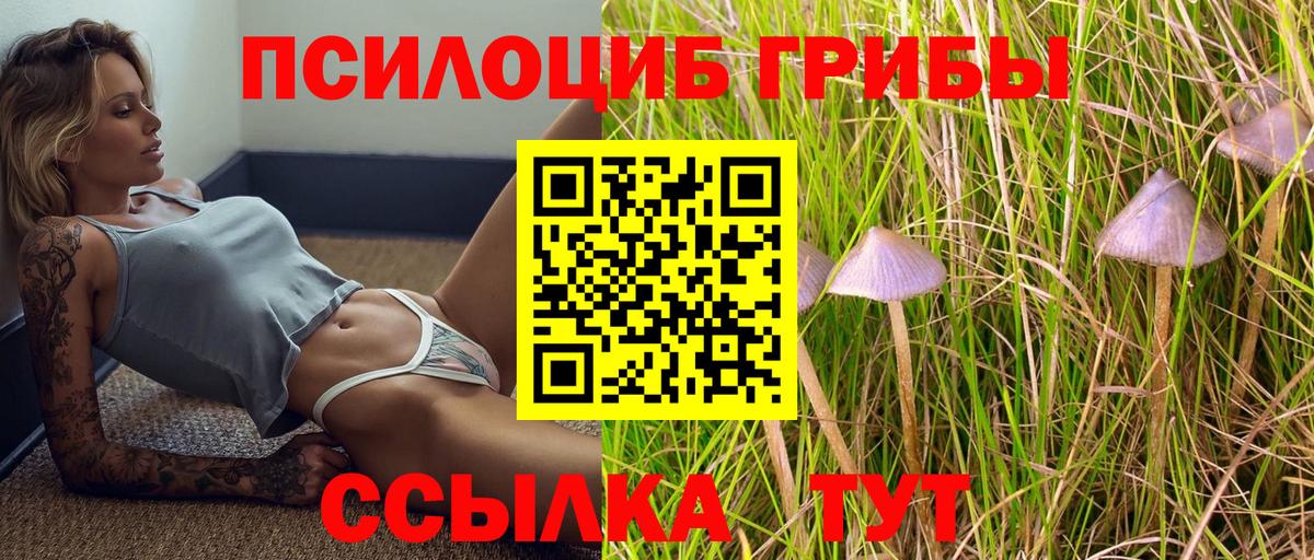Псилоцибиновые грибы Cubensis Орёл